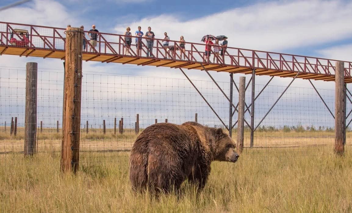 A rescued bear grazing beneath the elevated walkway at The Wild Animal Sanctuary