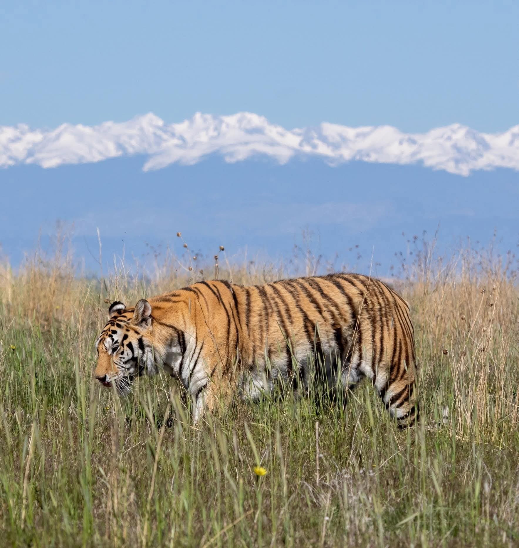 A rescued tiger walking through prairie grass with the snowcapped Rocky Mountains behind